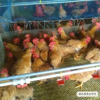 黃花公雞苗溫氏黃花公5號(hào)雞苗信雞大紅公雞溫氏雞苗批發(fā)全國(guó)發(fā)貨