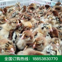 青腳麻雞苗養(yǎng)殖戶批發(fā) 快大青腳麻雞苗優(yōu)良成活高青腳麻雞苗