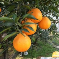 一件代發(fā)四川眉山丹棱果園新鮮現摘現發(fā) 春見耙耙柑 新鮮水果批發(fā)