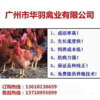 雞苗批發(fā)天露麻五大紅公雞冠型漂亮抗病力強適合東北市場廠家直銷