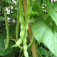 廠(chǎng)家供應(yīng) 種植 豆角價(jià)格面議