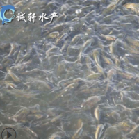 優(yōu)質青魚苗 螺絲青魚 黑鯇魚苗 黑草魚 網(wǎng)箱養(yǎng)殖 人工養(yǎng)殖