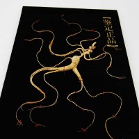 產(chǎn)地直銷東北特產(chǎn)長白山人參50cm林下籽禮盒人參會(huì)銷禮品泡酒參