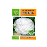 廠家批發基地用早熟品種耐暑免蓋烈日松60蔬菜種子松花菜種子