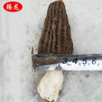 自家種植基地低價(jià)供應(yīng)餐飲生鮮 食用菌 鮮羊肚菌