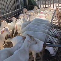 嘉旺 育肥小公羊 美國(guó)白山羊批發(fā)價(jià)格 小白山羊羊崽