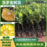 廣西果樹苗木菠蘿蜜樹苗馬來西亞一號(hào)苗泰八紅肉泰十二菠蘿蜜苗批
