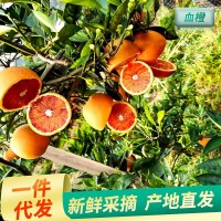 廠家供應(yīng)貴州資中塔羅科玫瑰血橙 新鮮水果榨汁非中華紅橙子