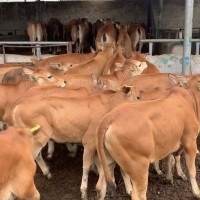 黃牛犢出欄出售 魯西黃牛肉牛犢免運(yùn)輸 廠家出售放心購(gòu)買真實(shí)價(jià)格