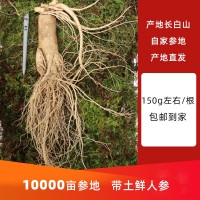 [包郵]長白山新鮮人參散裝現(xiàn)挖帶土圓參泡酒煲湯東北特產鮮參批發(fā)