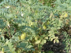 鷹嘴豆成熟季:解鎖“豆中黃金”的豐收密碼