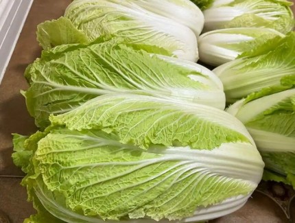 大白菜缺磷不用愁！教你識別癥狀以及如何解決