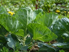 如何改善大棚土壤中顏色發(fā)青與發(fā)紅的問(wèn)題？