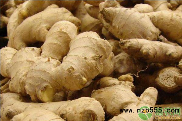  生姜栽培技術(shù)和管理-圖片版權(quán)歸惠農(nóng)網(wǎng)所有