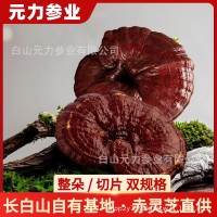 長白山靈芝赤靈芝野生靈芝切片整朵 源頭產地直發靈芝片