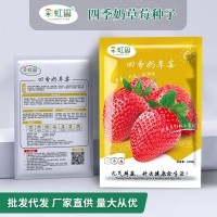 奶草莓種子春秋家庭盆栽四季水果種孑酸甜可口草莓籽支持一件代發