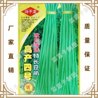蔬菜種子 高鏟四號改良青選持長豆角 陽臺爬藤果盆栽
